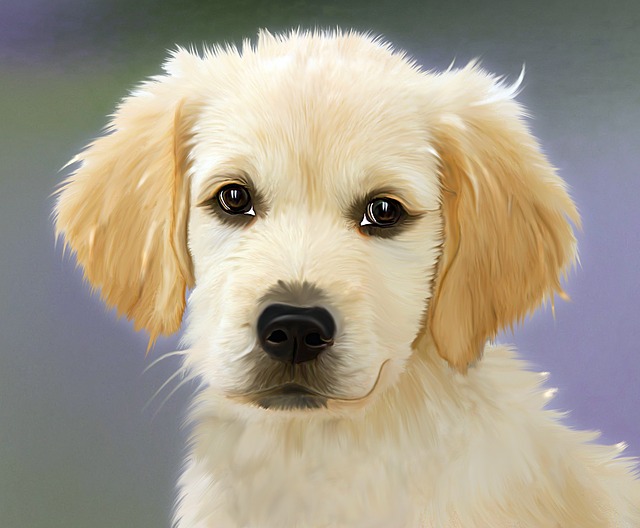 Der Boxer Labrador Mix Obacht Ist Angesagt Hunderecht In